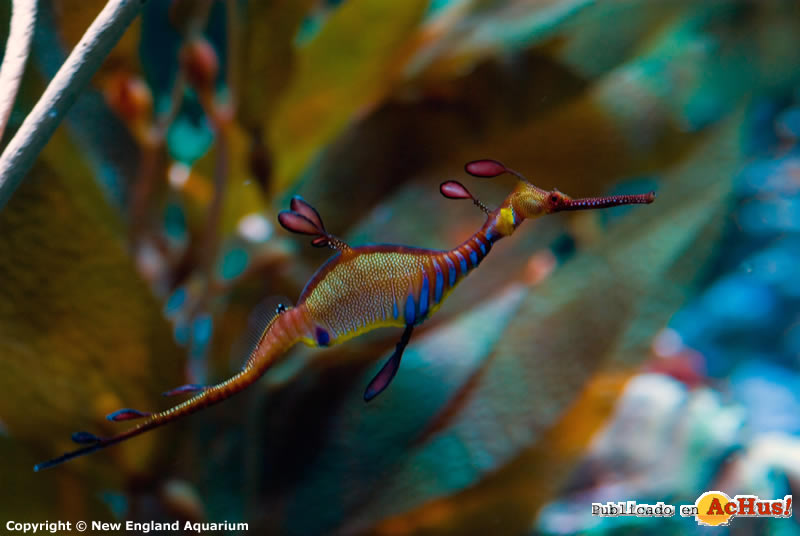 Weedy Seadragon